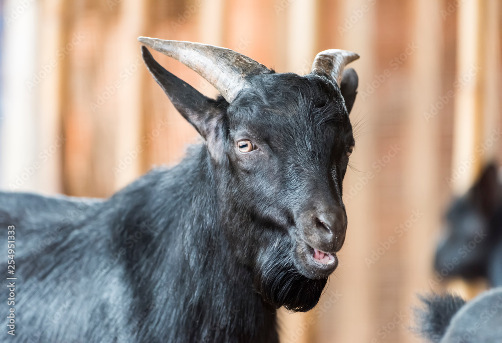 Fototapeta premium goat black in farm