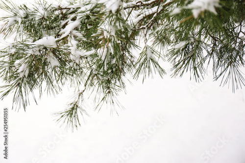 Coniferous branches covered with fresh snow, closeup. Space for text