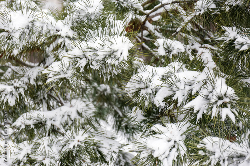 Coniferous branches covered with fresh snow, closeup © New Africa
