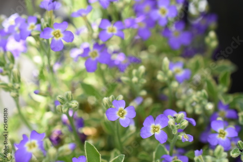 Teppichphlox Phlox subbulata zweif  rbig panaschiertes Laub blaue Bl  ten Insekt Biene Nahrungsquelle