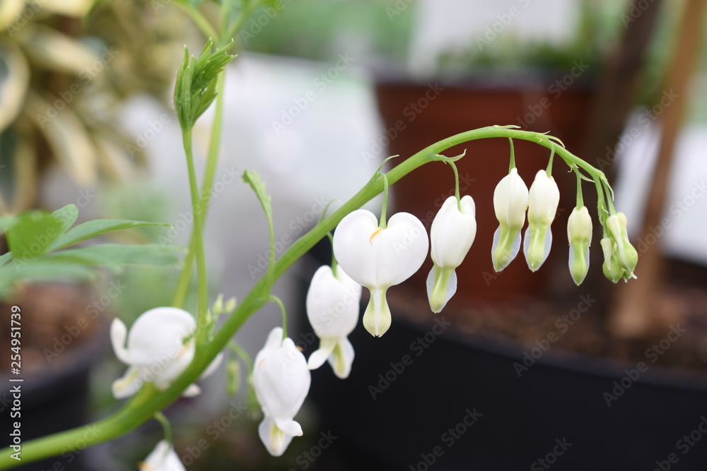 Tränendes Herz Alba weiß Dicentra spectabilis Lamprocapnos spectabilis