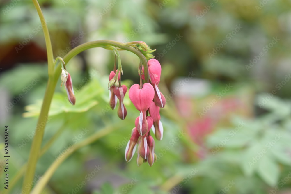 Tränendes Herz Rot Dicentra spectabilis Lamprocapnos spectabilis Gartenpflanze frühlingsblüher Zierpflanze Giftig winterhart 