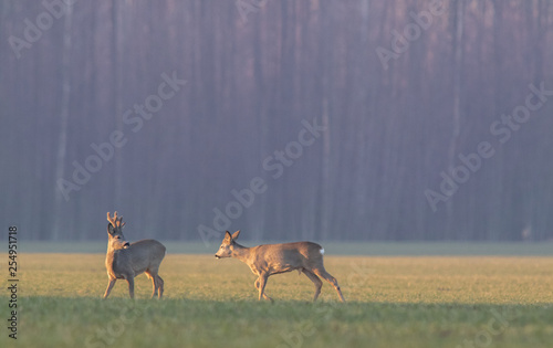 Field