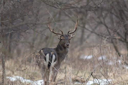 Deer