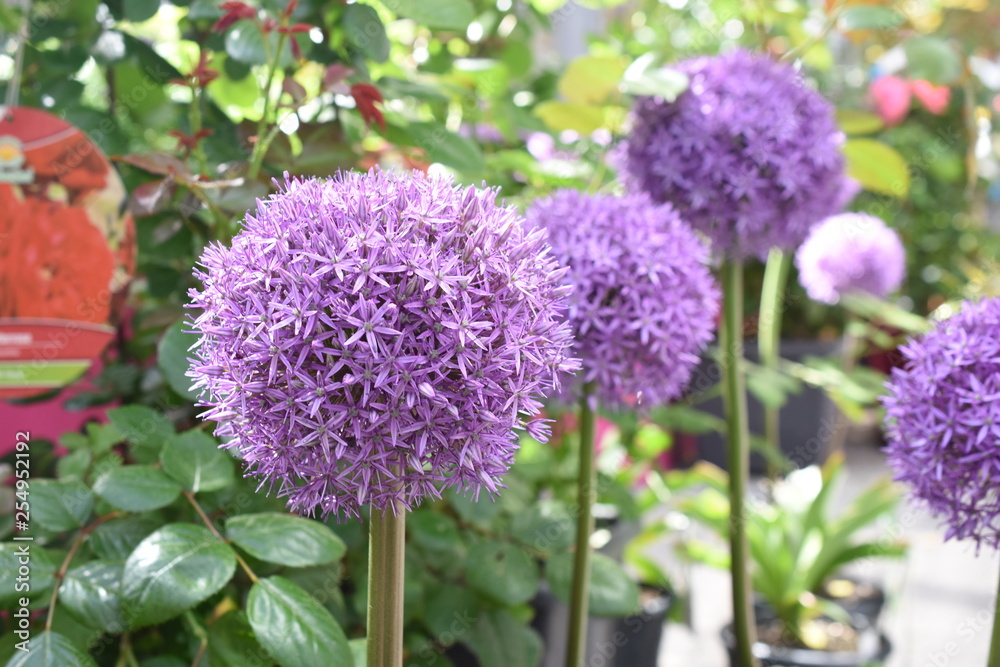 Zierlauch Allium Kugellauch Zierpflanze Gartenpflanze winterhart Blüte Lila Zierlauch Allium Kugellauch Zierpflanze Gartenpflanze winterhart Blüte Lila