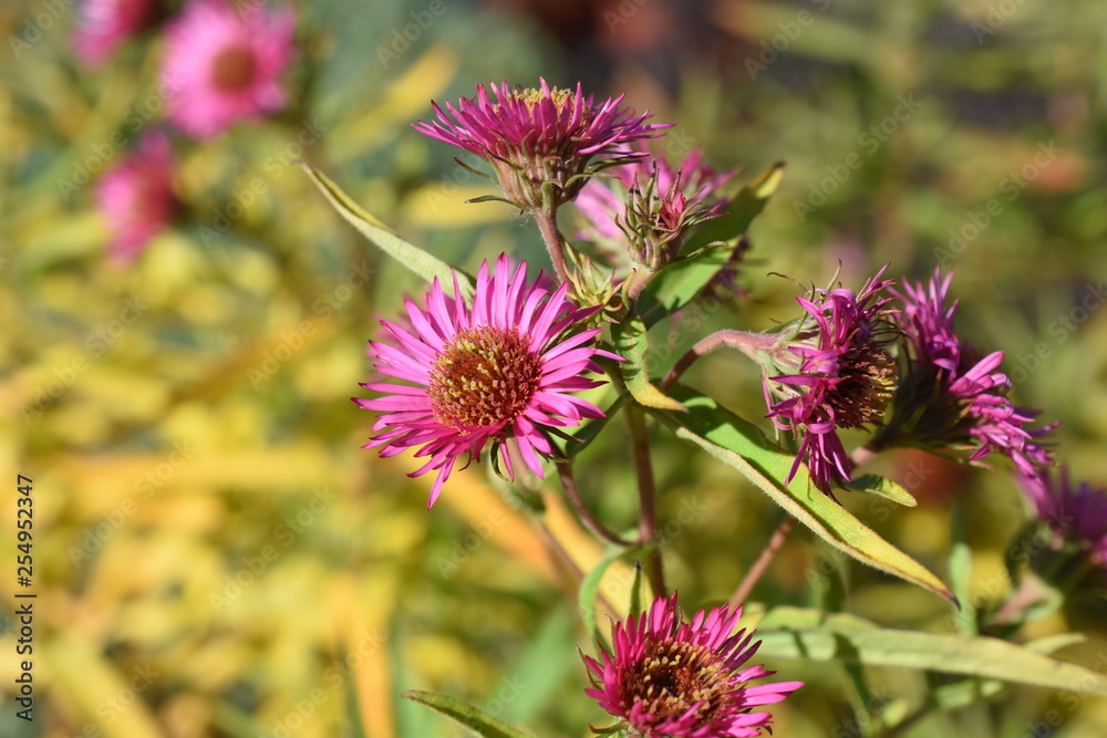 Aster novae angliae Andenken an Alma Pötschke Gartenpflanze Staude winterhart rosa Herbstblüher Insektenfutterpflanze Nahrungsquelle Aster novae angliae Andenken an Alma Pötschke Gartenpflanze Staude winterhart rosa Herbstblüher Insektenfutterpflanze Nahrungsquelle