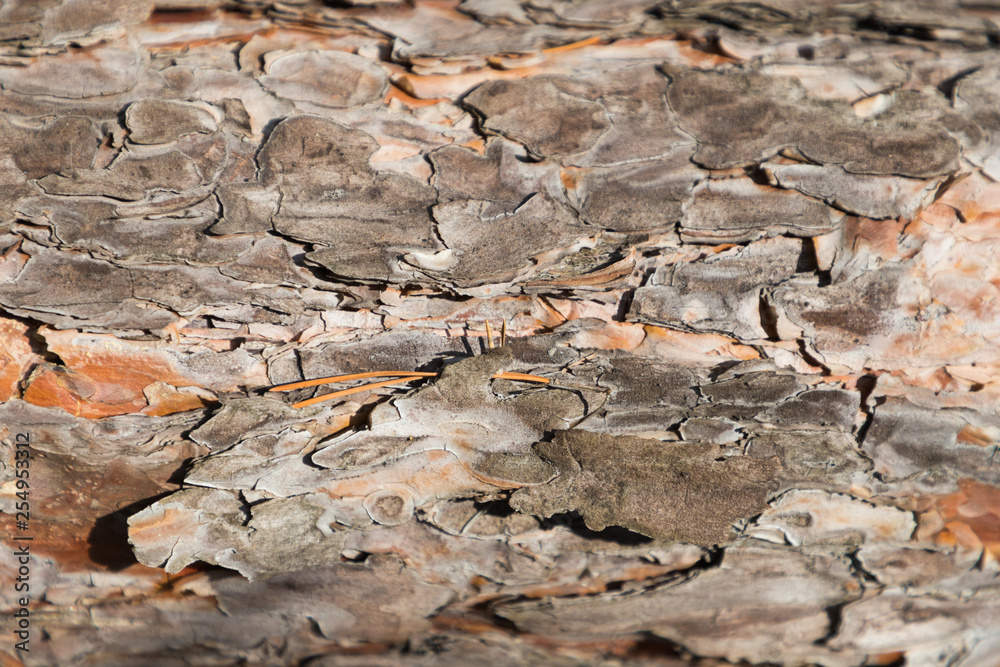 Fototapeta premium The texture of the bark of an old pine, closeup