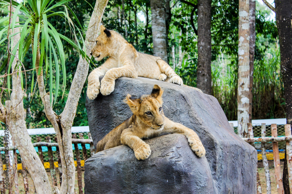 Naklejka premium lion cub