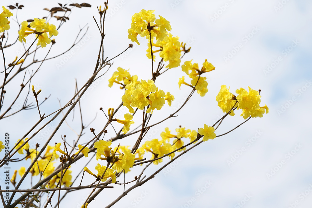 Tabebuia chrysotricha yellow flowers blossom in spring Tabebuia chrysotricha yellow flowers blossom in spring