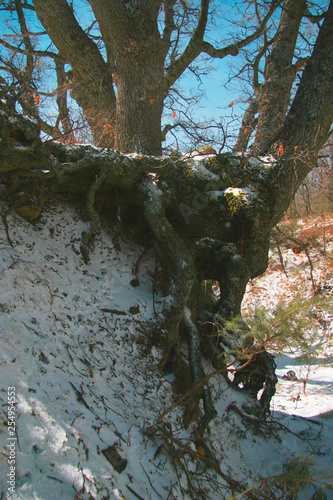 Trunk & Root