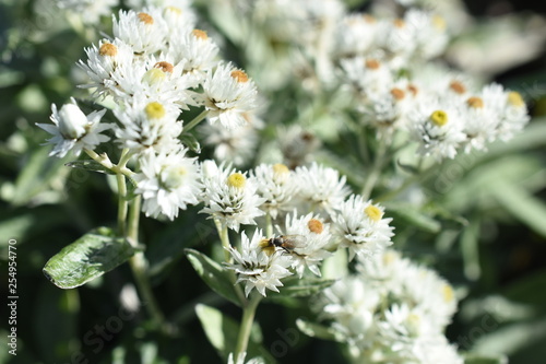 kleinblütige Strohblume Gartenpflanze Helichrysum Staude winterhart Insektenfutterpflanze Biene Bienen Blüte weiß