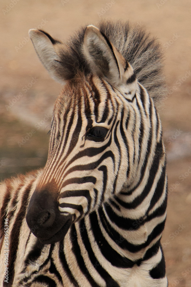 Zebra baby Zebra baby