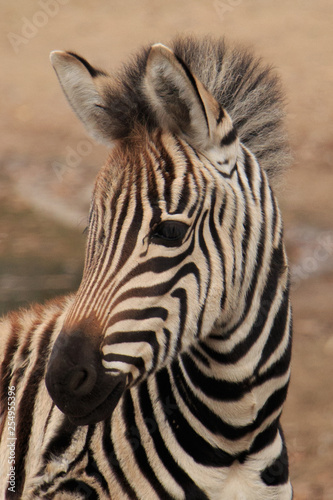 Zebra baby