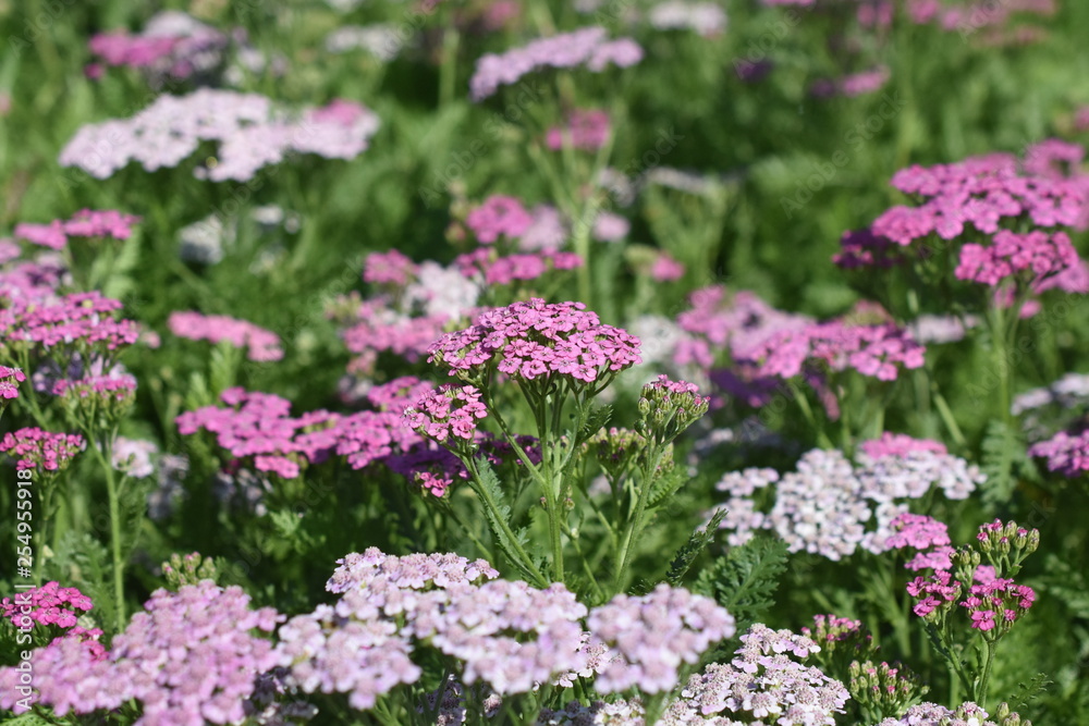 Gartenpflanze Staude Schafgarbe Achillea Lilac Beauty winterhart Sonnenstaude Gartenpflanze Staude Schafgarbe Achillea Lilac Beauty winterhart Sonnenstaude