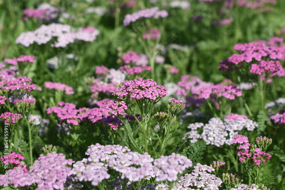 Gartenpflanze Staude Schafgarbe Achillea Lilac Beauty winterhart Sonnenstaude