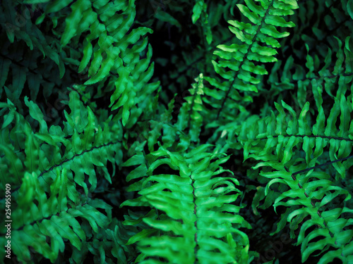 Fototapeta Naklejka Na Ścianę i Meble -  Beautiful green leaves of the fern in autumn. Natural background concept.