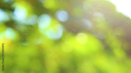 Wallpaper Mural Green, blue and yellow sunny bokeh natural background. Real time full hd video footage. Torontodigital.ca