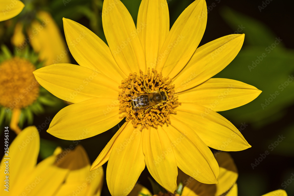 bee, yellow flower sunflower Helianthus tuberosus and black background bee, yellow flower sunflower Helianthus tuberosus and black background