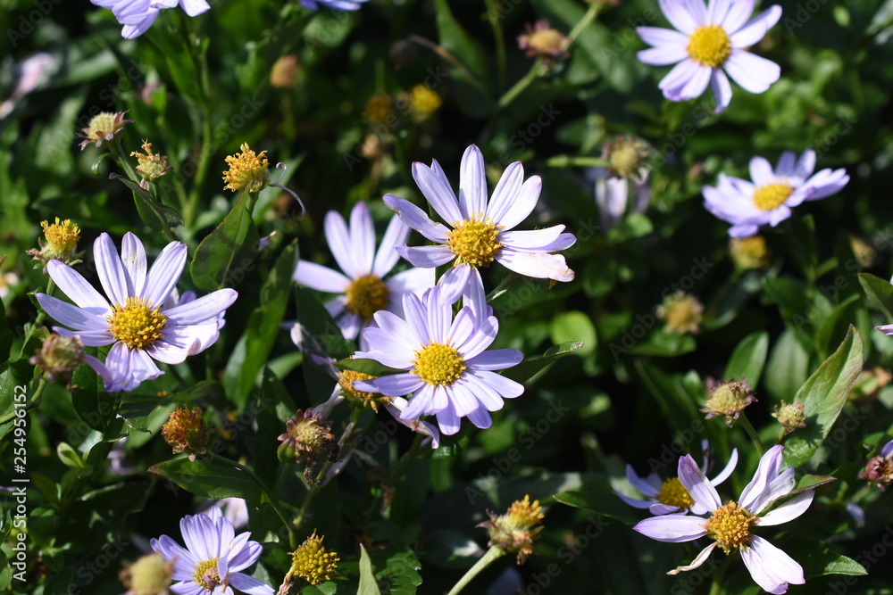 Fototapeta premium Gartenpflanze Staude Kalimerei Schönaster Aster winterhart Blüte weiß