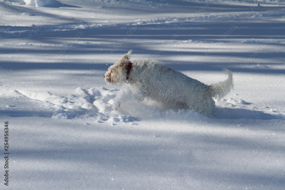 Obraz premium winter