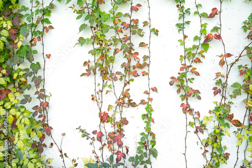 ivy leaves isolated on a white background