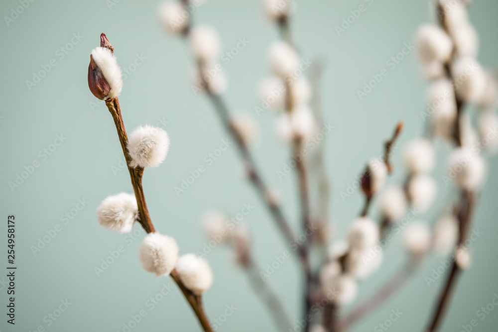 Sal-Weide Kätzchen am Zweig von Weidenkätzchen Baum vor Mint Grün Hintergrund Sal-Weide Kätzchen am Zweig von Weidenkätzchen Baum vor Mint Grün Hintergrund