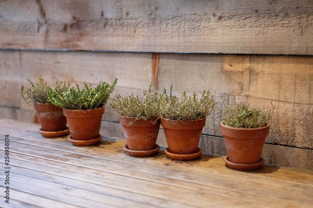 plant pots in the wood table plant pots in the wood table