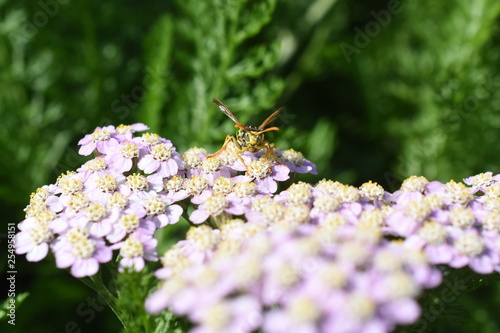 Insekt Wespe Schafgarbe Achillea millefolium Lilac Beauty Nahaufnahme Gartenpflanze Staude Sonnenpflanze photo