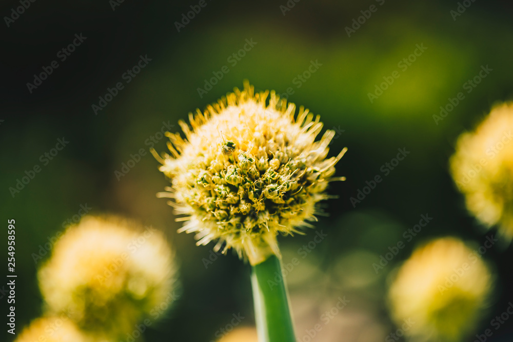 Allium komarowii in the spring field