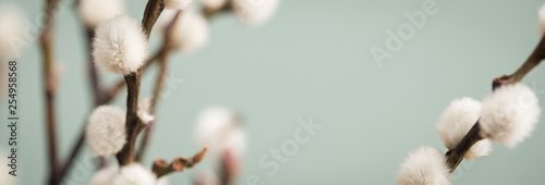 Sal-Weide Kätzchen am Zweig von Weidenkätzchen Baum vor Mint Grün Hintergrund photo