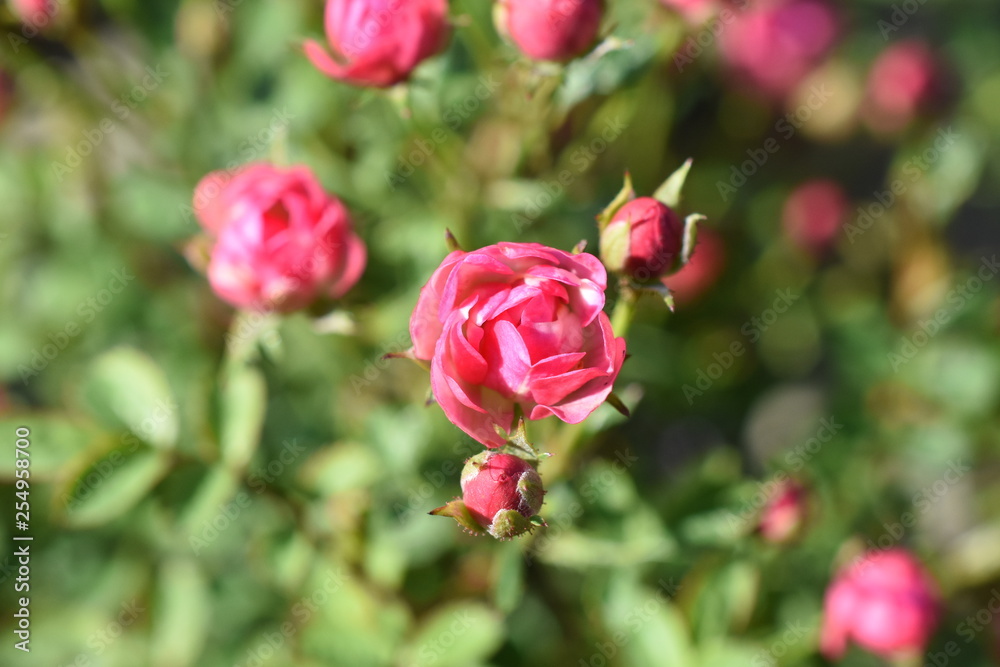 Zwergrose Gartenpflanze kleine Blüten pink Blüte winterhart Zwergrose Gartenpflanze kleine Blüten pink Blüte winterhart