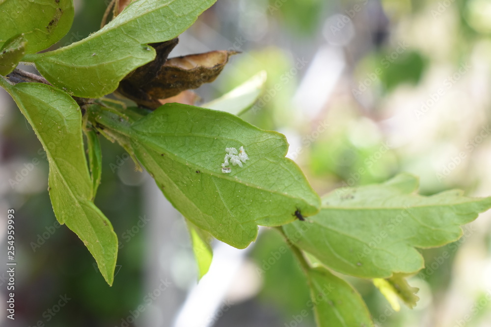Nützling Insekt Marienkäfer Coccinellidae Larve Psyllobora Eier schlüfpfen Blattläuse Blattlaus Aphidoidea Schädling Nützling Insekt Marienkäfer Coccinellidae Larve Psyllobora Eier schlüfpfen Blattläuse Blattlaus Aphidoidea Schädling