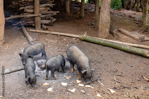 Ferkel in kleinem Dorf