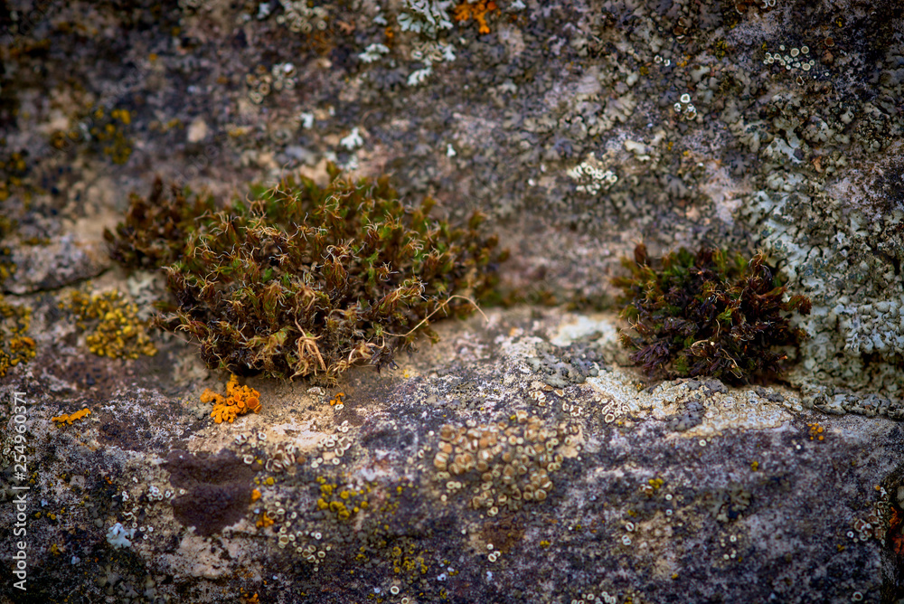 moss and fungus on the stone