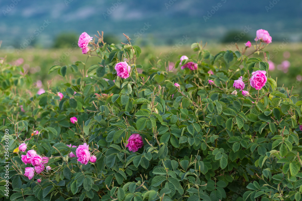 Rosa damascena, known as the Damask rose - pink, oil-bearing, flowering, deciduous shrub plant. Bulgaria, Kazanlak, the Valley of Roses. Close up view.  The Old mountain (Balkan) on the background.