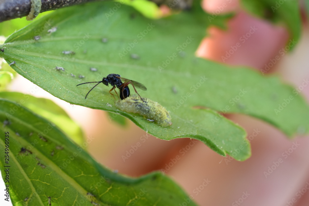 Nützling Insekt Schädling Schlupfwespe Ichneumonidae legt Eier in Schwebfliegenlarve Syrphidae Syrphus Blattläuse Blattlaus Aphidoidea Nützling Insekt Schädling Schlupfwespe Ichneumonidae legt Eier in Schwebfliegenlarve Syrphidae Syrphus Blattläuse Blattlaus Aphidoidea