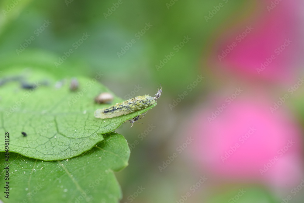 Nützling Insekt Schädling Schwebfliegenlarve Syrphidae Syrphus Blattläuse Blattlaus Aphidoidea Nützling Insekt Schädling Schwebfliegenlarve Syrphidae Syrphus Blattläuse Blattlaus Aphidoidea