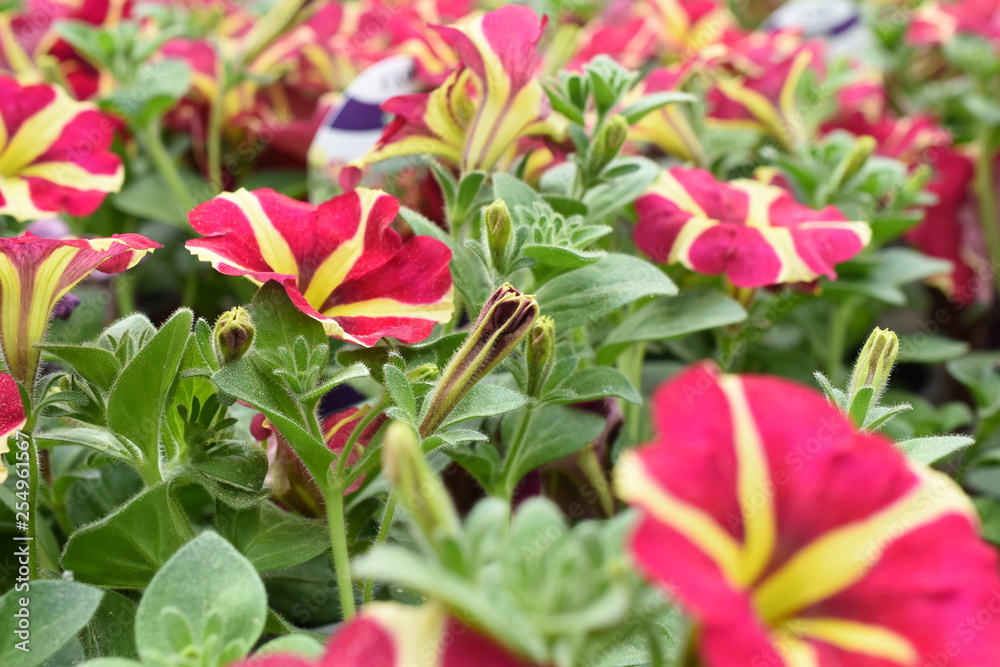 Balkonblume Surfinie Petunia Hängepflanze Saisonpflanze Sondersorte gestreift pink gelb Blüten Knospen Balkonblume Surfinie Petunia Hängepflanze Saisonpflanze Sondersorte gestreift pink gelb Blüten Knospen