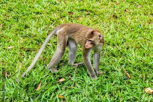 monkey