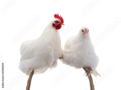 male and female white rooster isolated