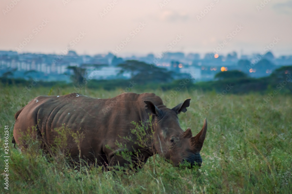 Obraz premium White Rhinoceros in the savannah of Nairobi