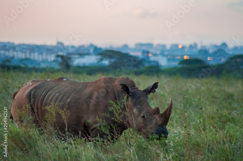 White Rhinoceros in the savannah of Nairobi