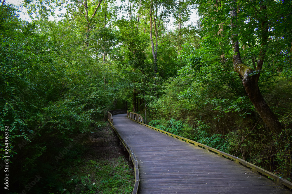 A wooden bridge stretches into the distant foliage A wooden bridge stretches into the distant foliage