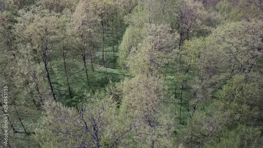 Aerial view of a green forest with tall, green trees Aerial view of a green forest with tall, green trees