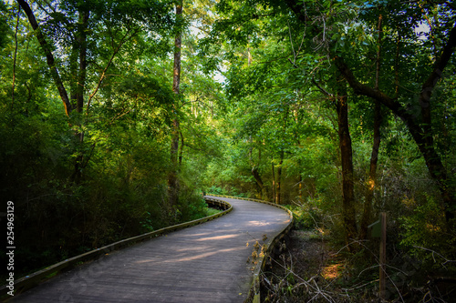 A wooden bridge flowing through a canopy