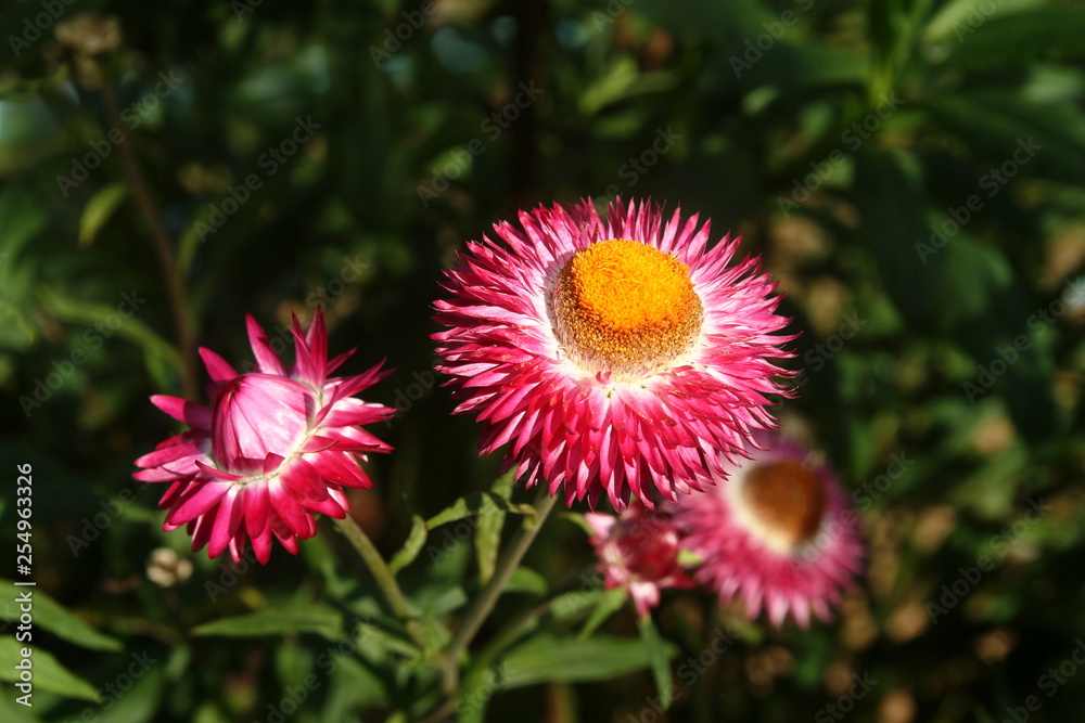 Close up Xerochrysum bracteatum, commonly known as the golden everlasting or strawflower. 'Strawburst pink', showing pink bracts and orange central disc on dark background. Close up Xerochrysum bracteatum, commonly known as the golden everlasting or strawflower. 'Strawburst pink', showing pink bracts and orange central disc on dark background.