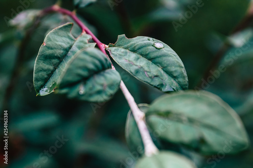 Single Droplet on a green leaf and purple branch