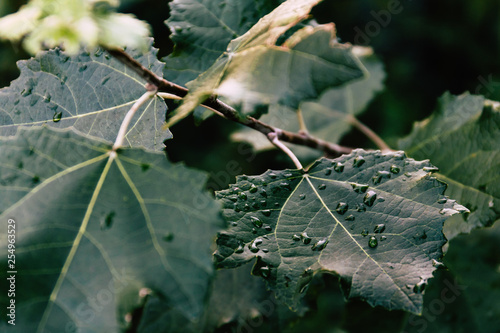 Sunset Leaves with Water Droplets