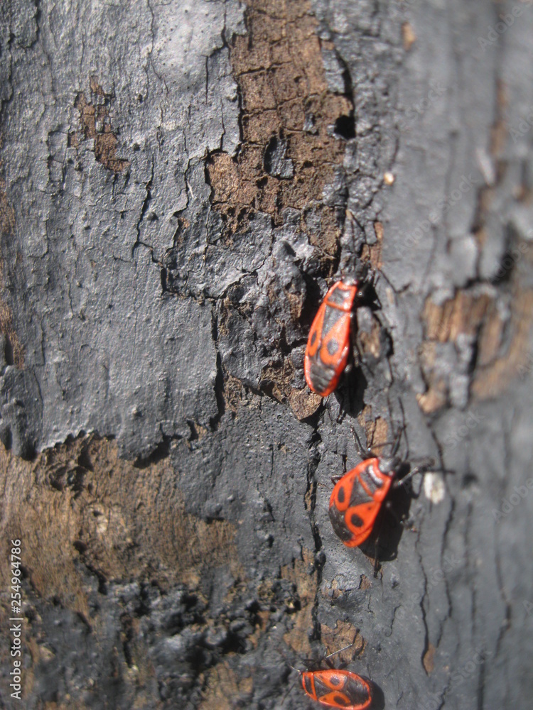 Fototapeta premium insect
