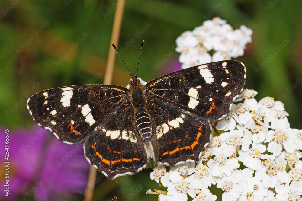 Araschnia levana (LINNAEUS, 1758) Landkärtchen, Sommerform DE, NRW, Lampertstal, Eifel 15.07.2016